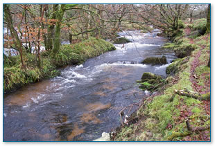 Cornish River - De Lank