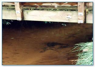 In-stream habitat smothered by sediment