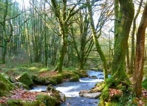 Sustainable Woodlands and River Management