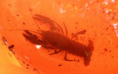 Crayfish in Cornwall