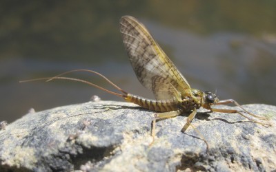 NEW iGhillie virtual fishing guides out now!