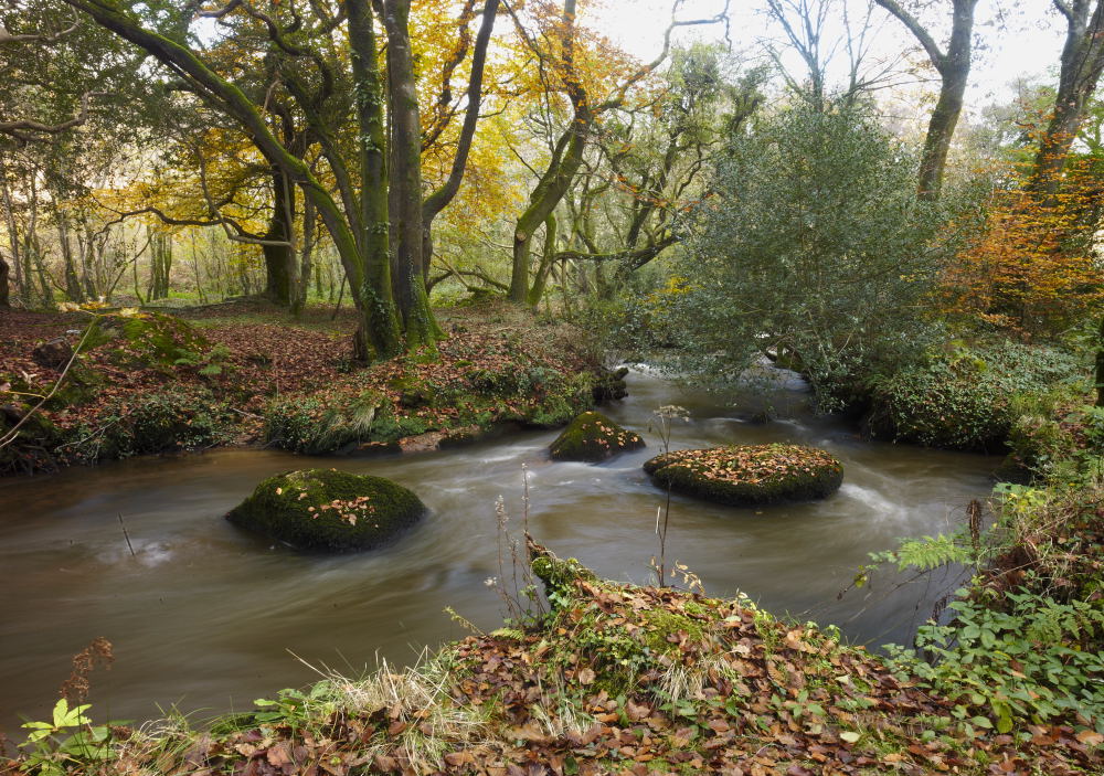 Could Salmon be returning to the River Par in Cornwall?