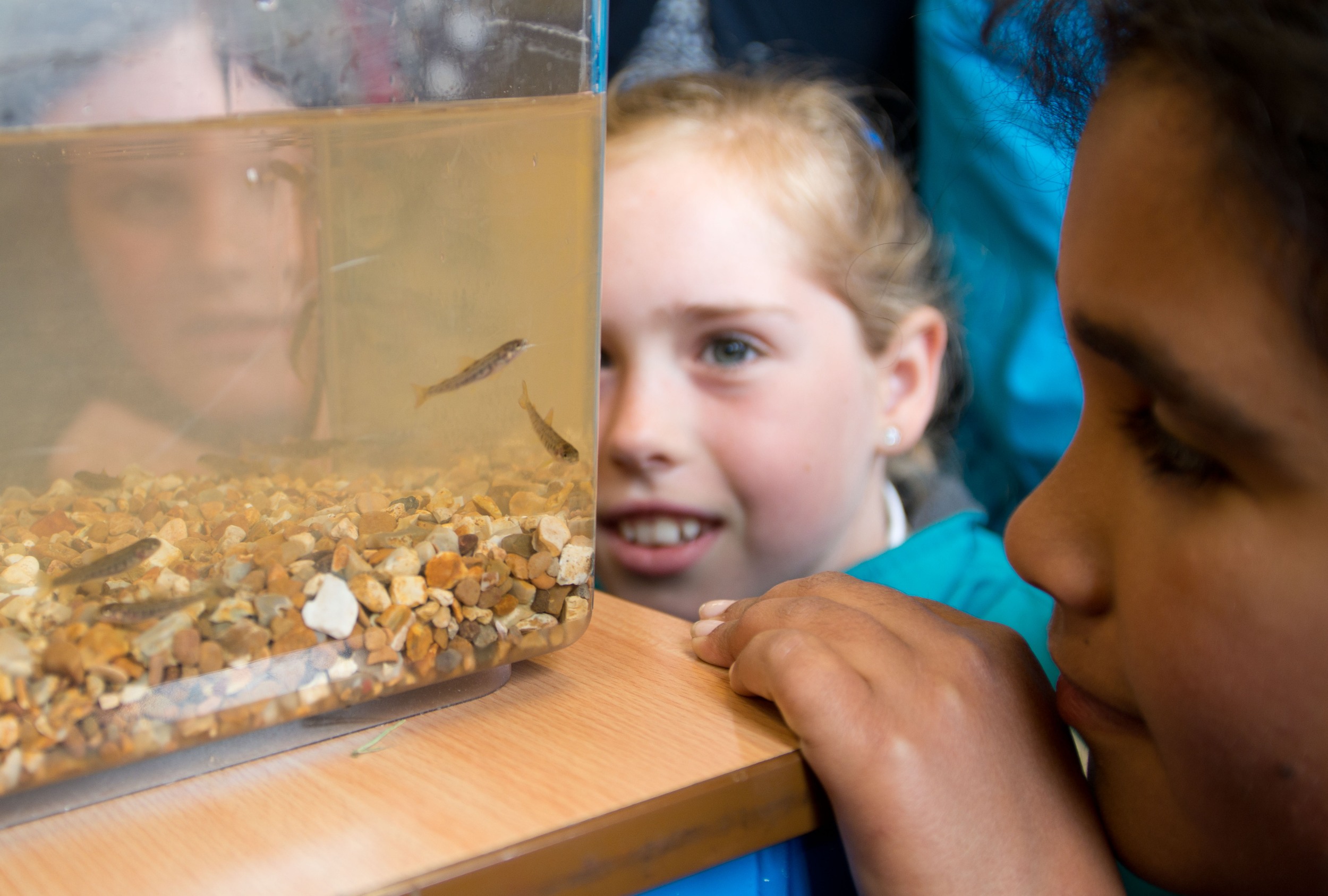 school children looking a fish