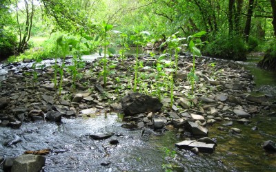 The battle against Invasive species