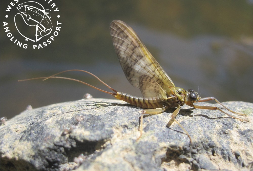 Westcountry Angling Passport