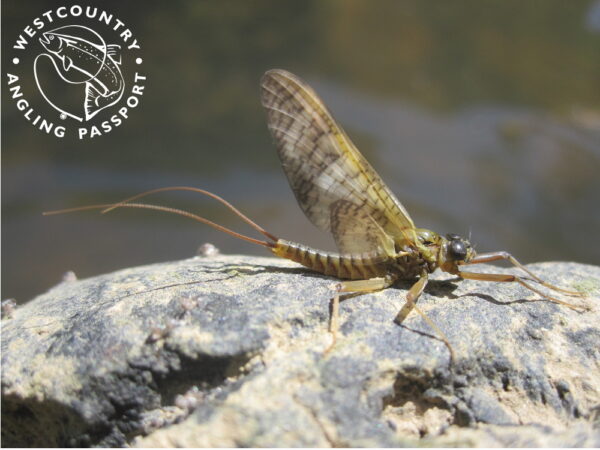 Westcountry Angling Passport