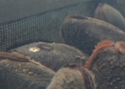 Freshwater Pearl Mussels