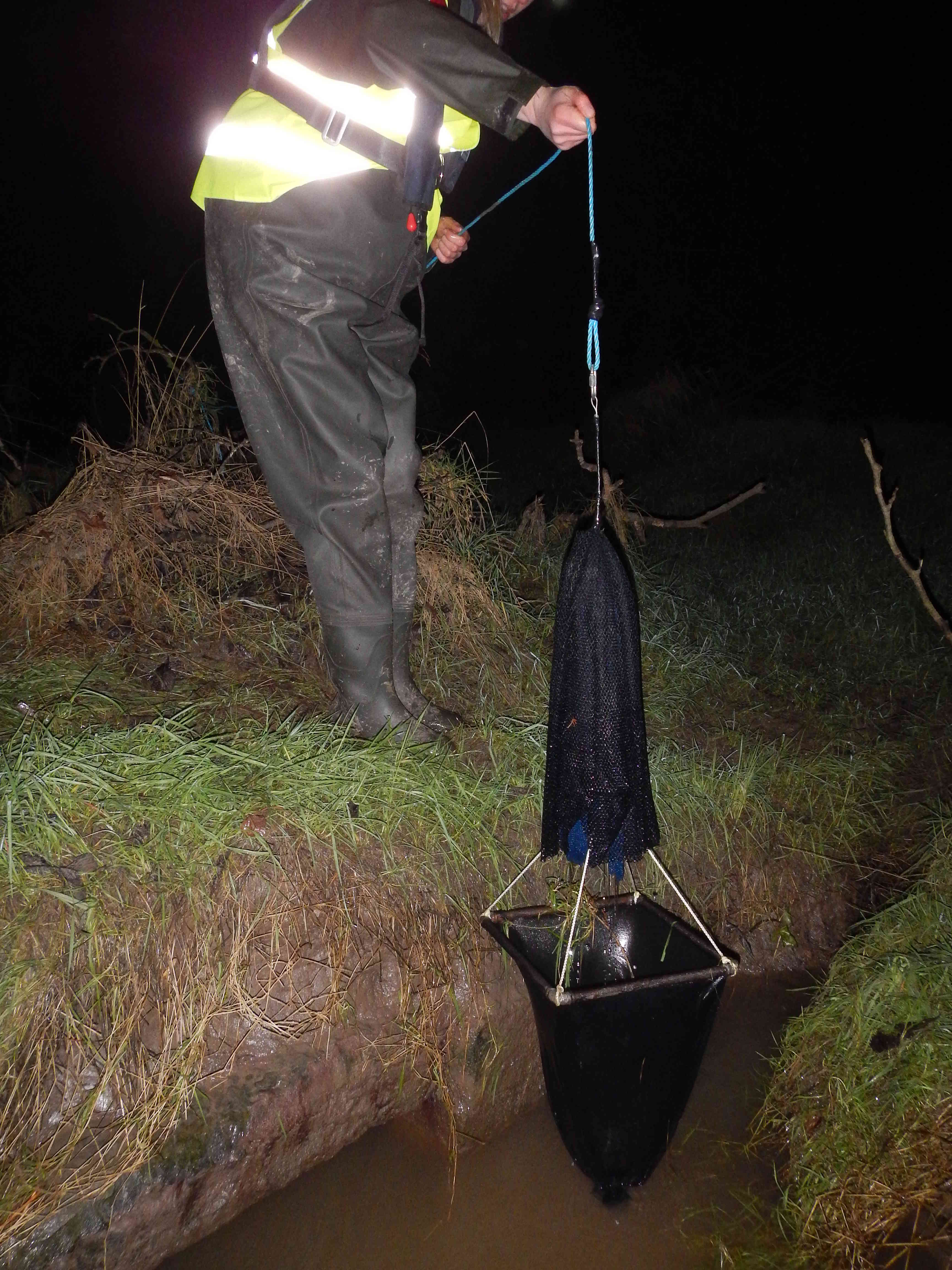 Glass Eel citizen science - Westcountry Rivers Trust