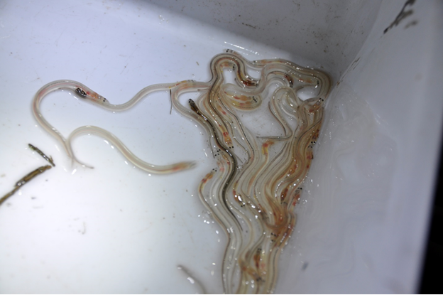 Glass Eel citizen science