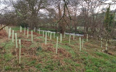 3 Rivers & 500 trees!