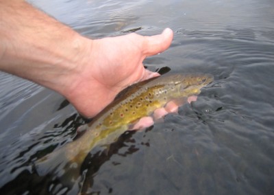 Dart Wild Trout Project