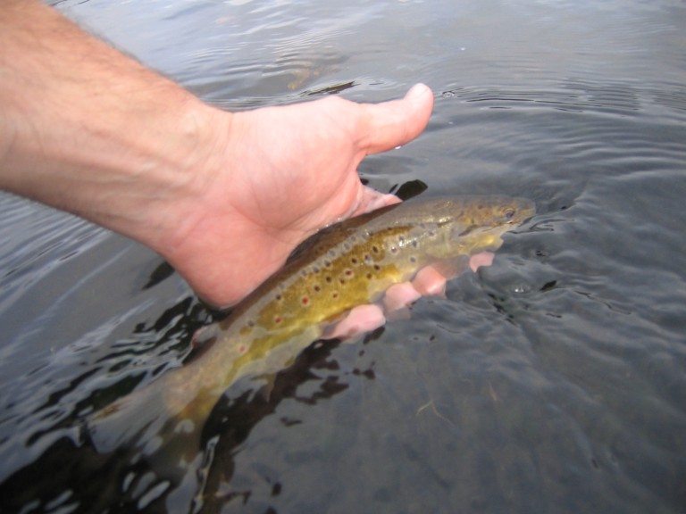 Dart Wild Trout Project