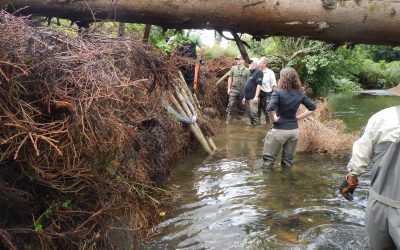 Fish do live in trees?!