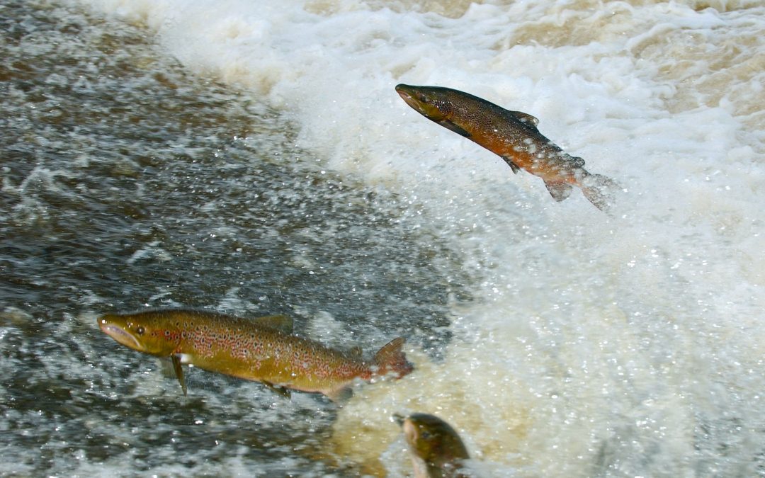 WMN Comment: Helping fish swim Upstream