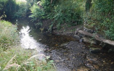 Iconic fish making a recovery in the Lerryn