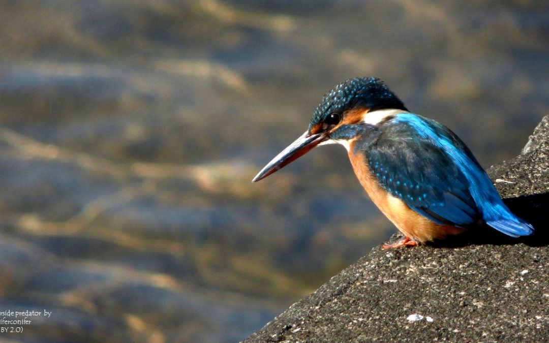 Quest for Kingfishers