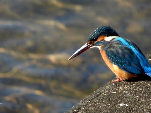 Quest for Kingfishers