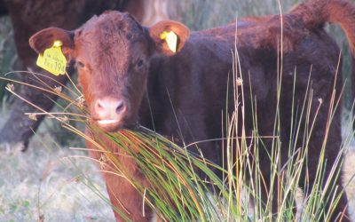 Grassland Weed Control Event