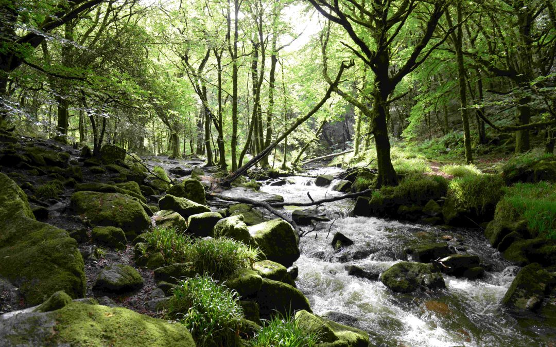 River Fowey