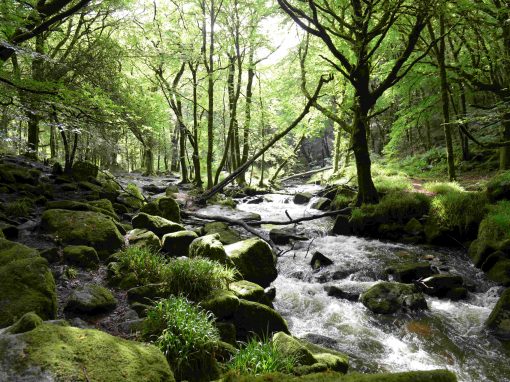 River Fowey