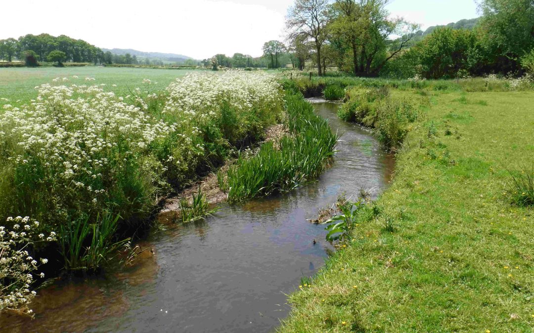 River Otter & Sid