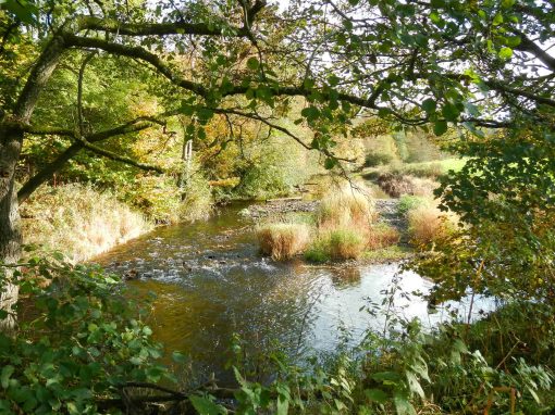 River Taw