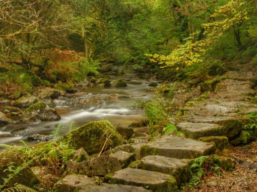 Rivers Torridge & Okement