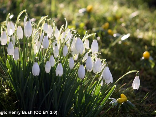 A walk among the snowdrops