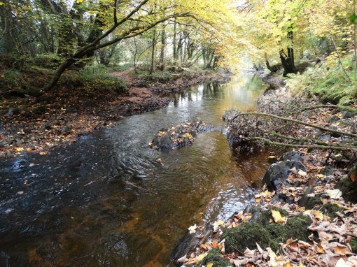 Fingle Woods Monitoring