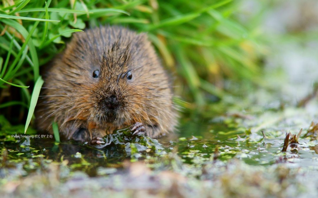 Catching Sight of the Water Vole