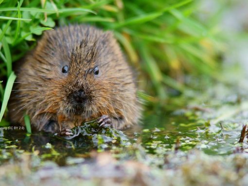 Catching Sight of the Water Vole