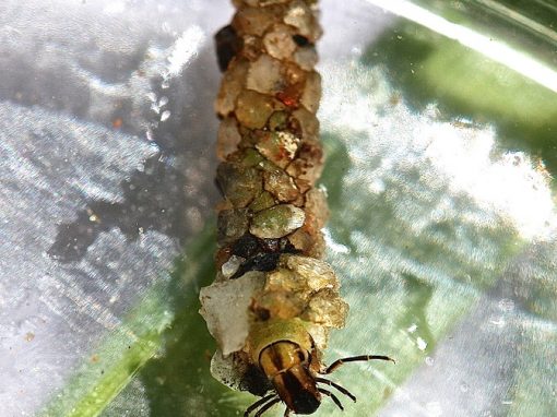 Hide & Seek with the Caddisfly