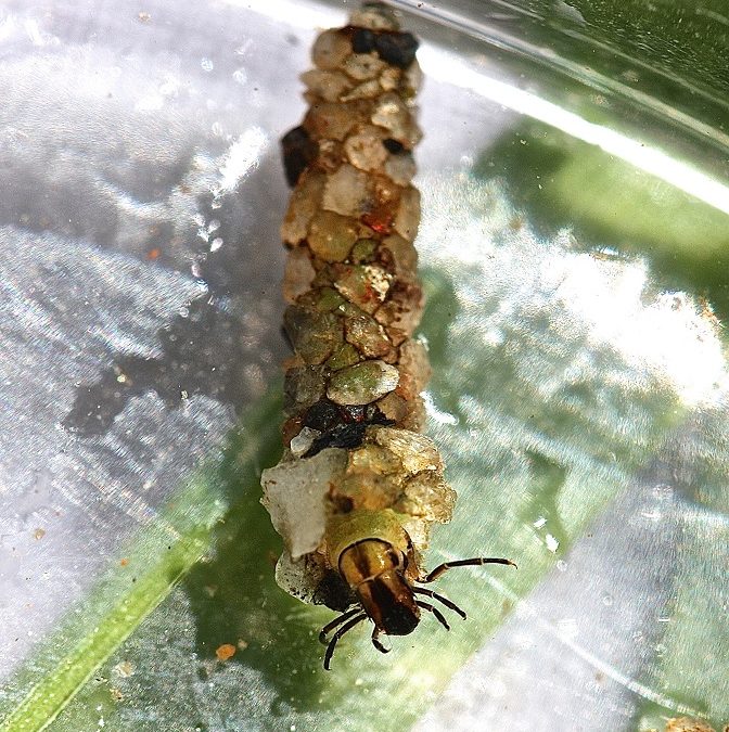 Hide & Seek with the Caddisfly