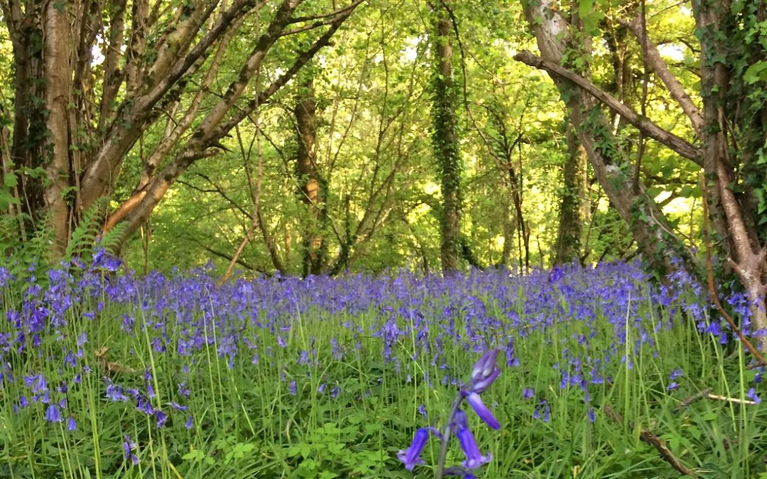 Bring on the Bluebells