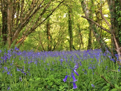 Bring on the Bluebells