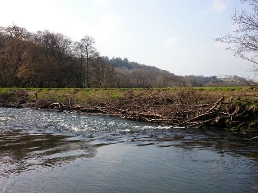 River Restoration: Why We’re Adding Woody Material