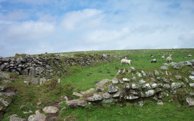 Dartmoor farmers requested to participate in sheep scab research and treatment