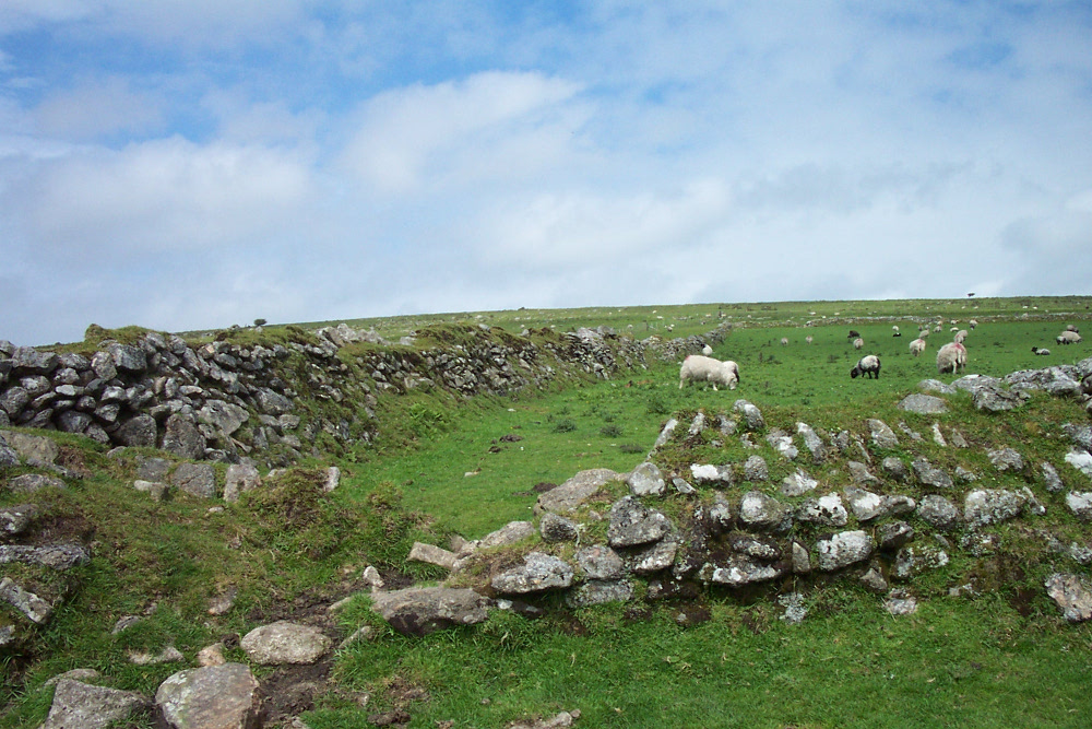 Dartmoor farmers requested to participate in sheep scab research and treatment