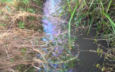 Soaking it up with SPONGE2020