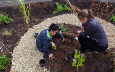 Taunton school pupils enjoy our first rain garden