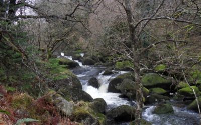 Woodlands – Water – Fisheries Workshop