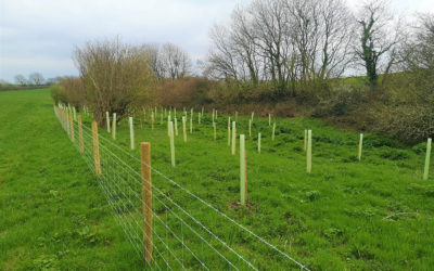 Tree planting in north Cornwall aims to help improve water quality and prevent flooding.