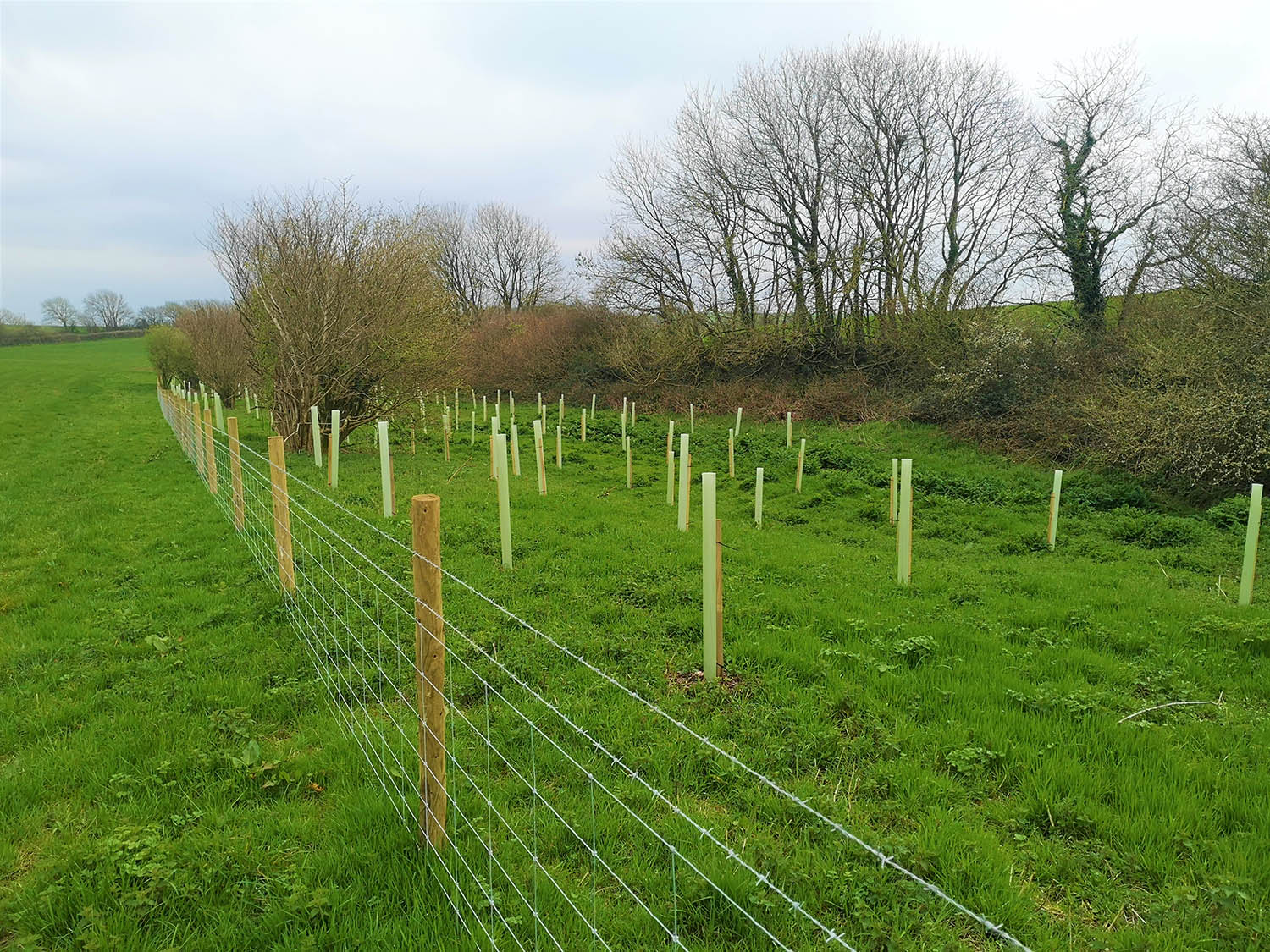 Tree planting in north Cornwall aims to help improve water quality and ...