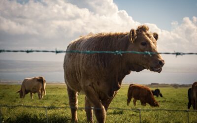 The life of cows to play a part in innovate water quality project