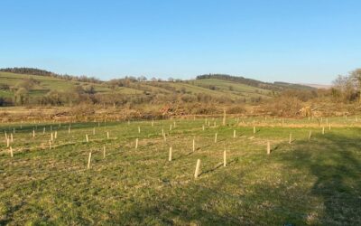 More than 14,500 trees and counting…