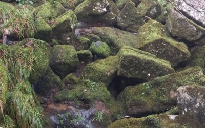 Salmon and trout on the De Lank