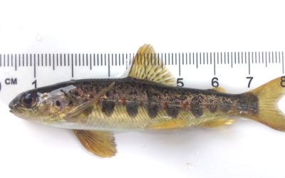 Working Hard Towards A Brighter Future For Salmon & Trout In The Tamar…