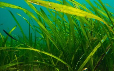 Saving Seagrass