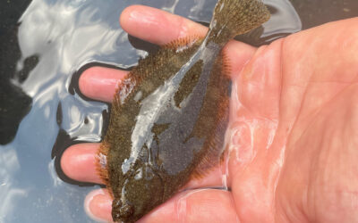 Floundering on the Hayle