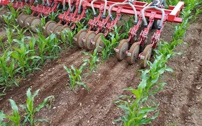 Under-sowing maize trial gets under way